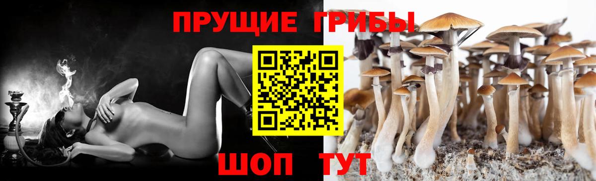 Галлюциногенные грибы GOLDEN TEACHER  купить наркотики цена  Вход с VPN  Тулун  Галлюциногенные грибы мухоморы 